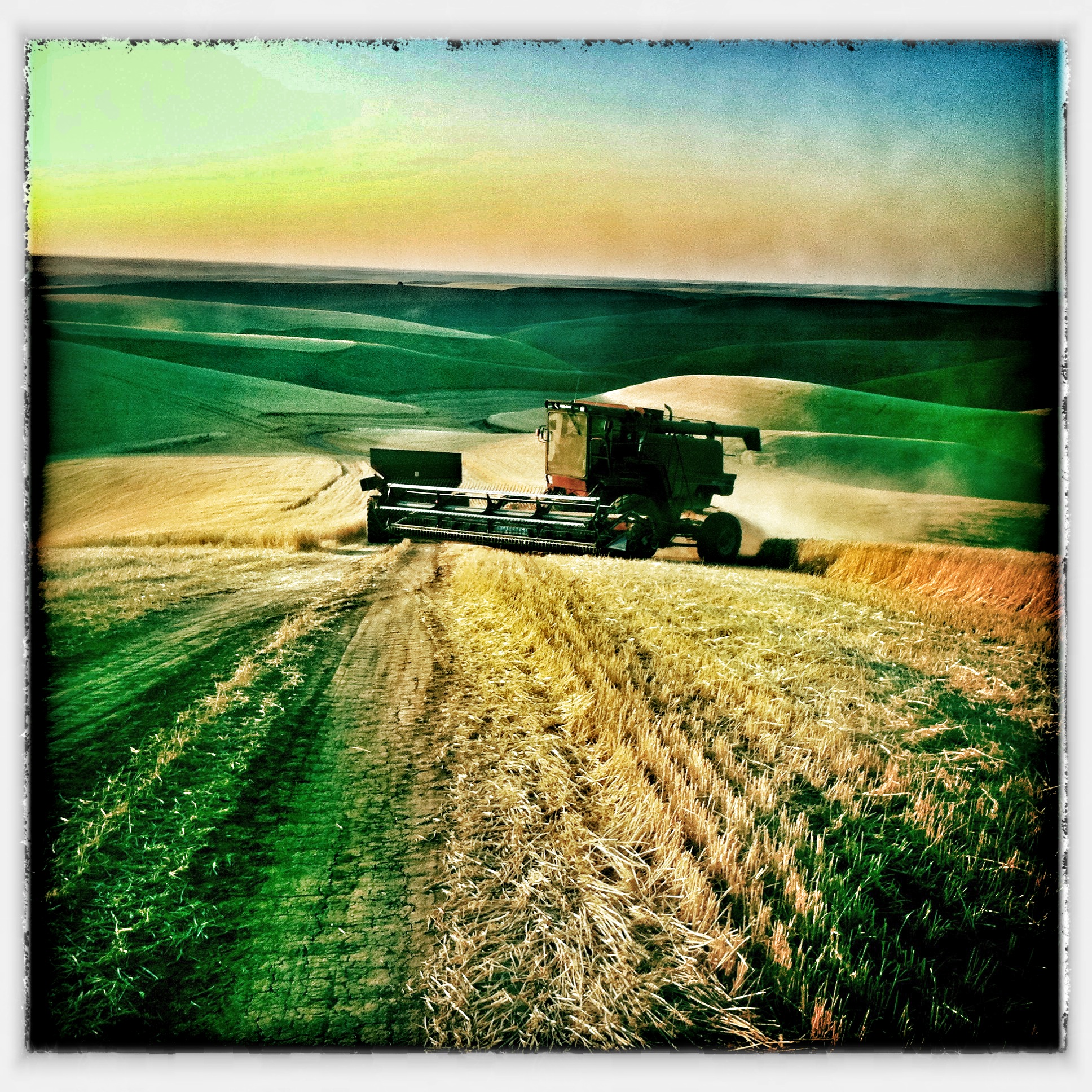 Harvest Time - Palouse 