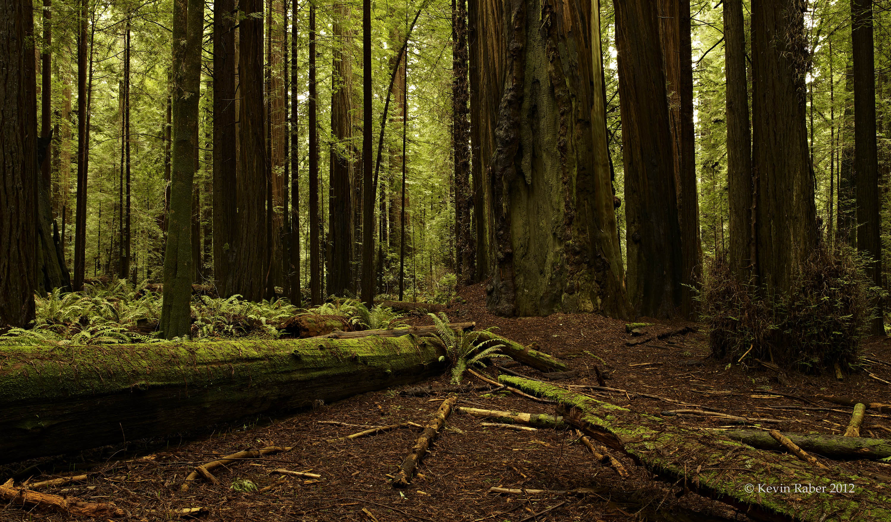 One Of My Many Images Of The Redwood Forrest