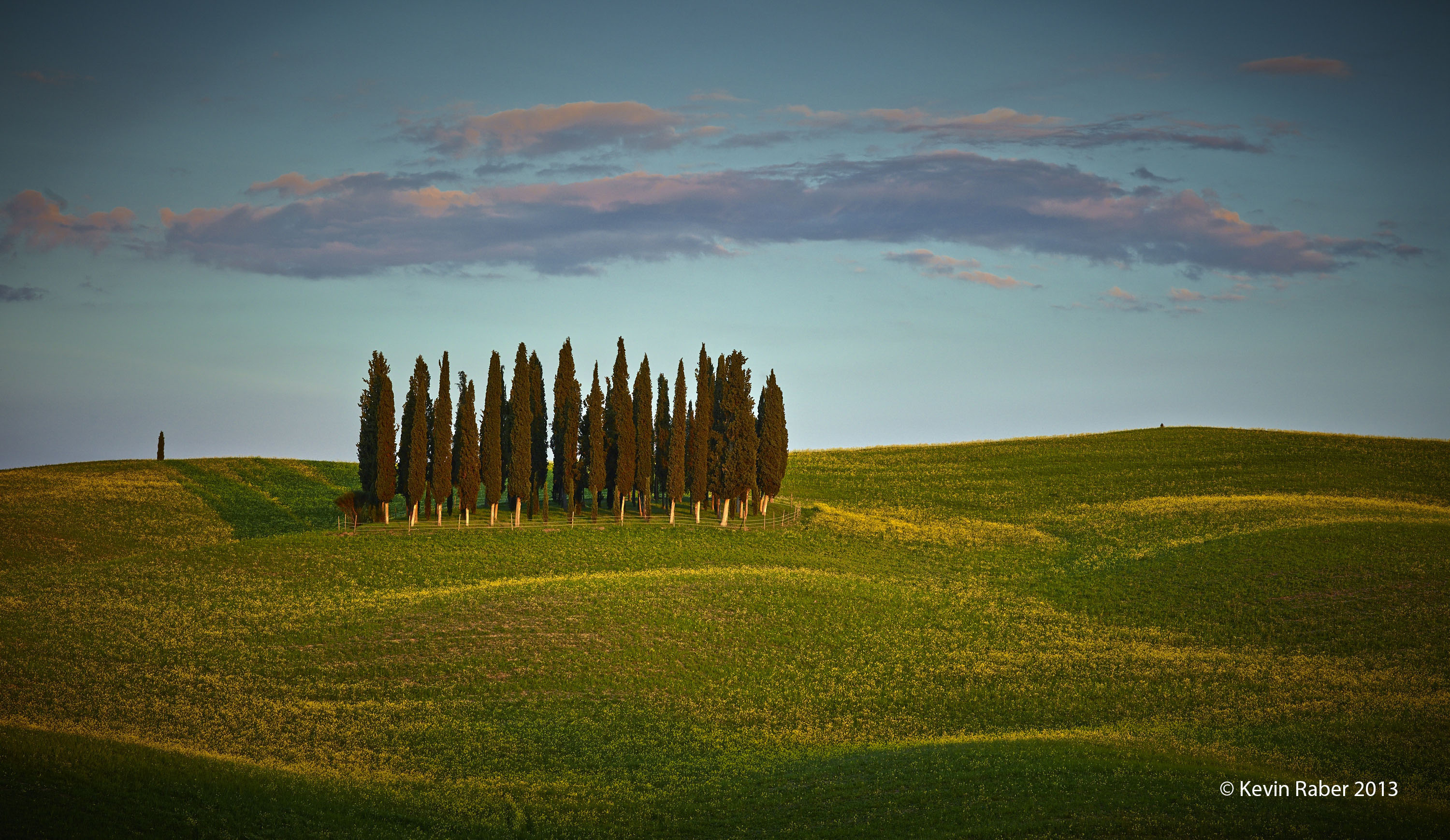 Trees In Tuscany