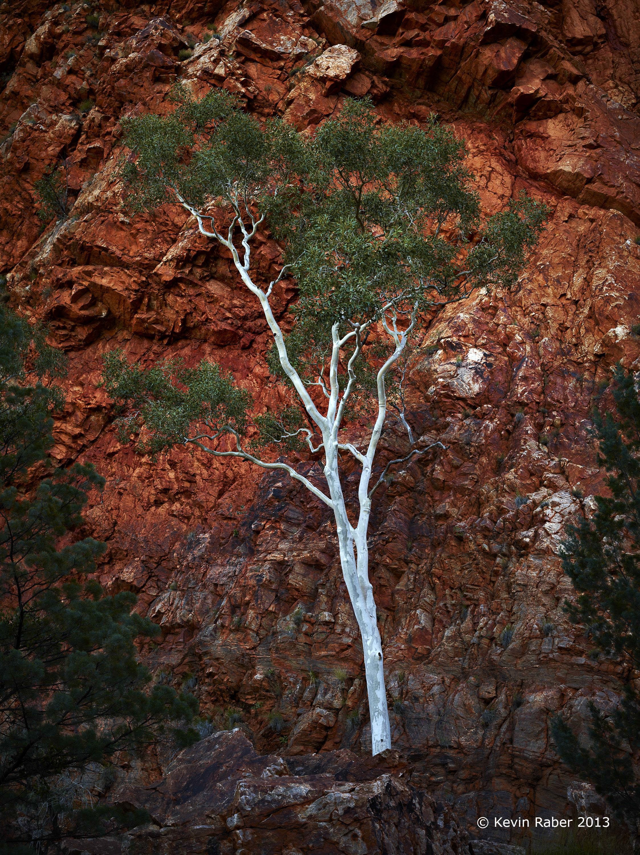 Gum Tree in Orbitson Gorge, Austrailia