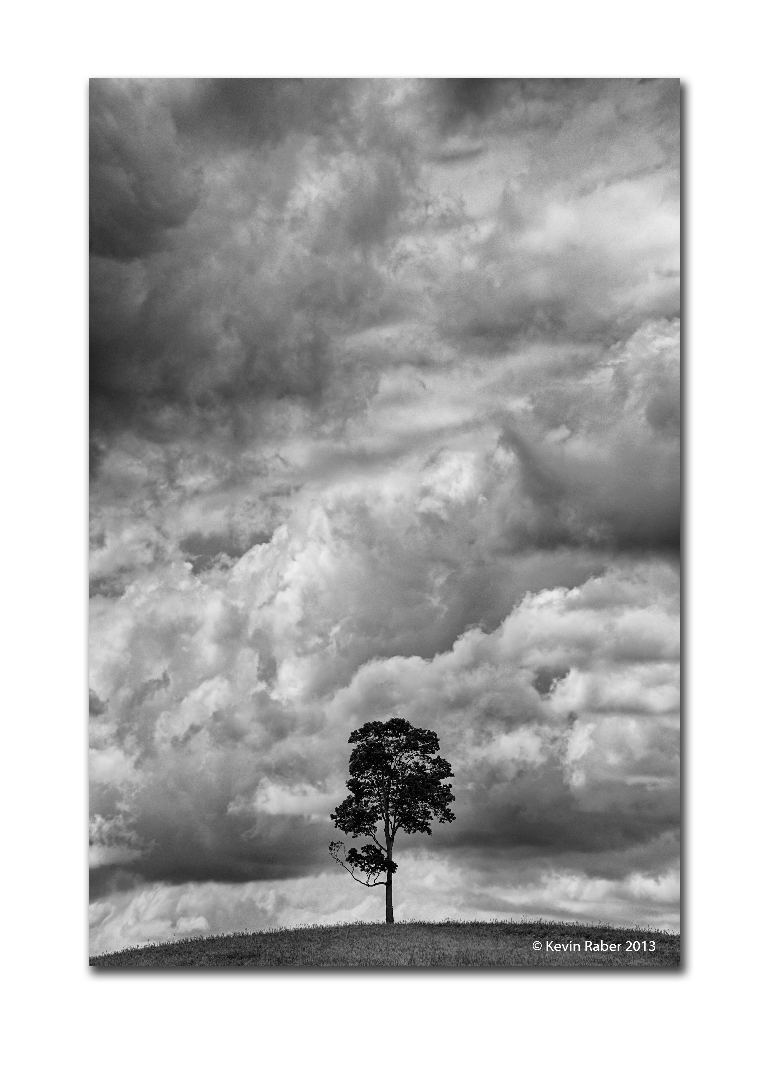 Lonely Tree, Clearview, Ontario