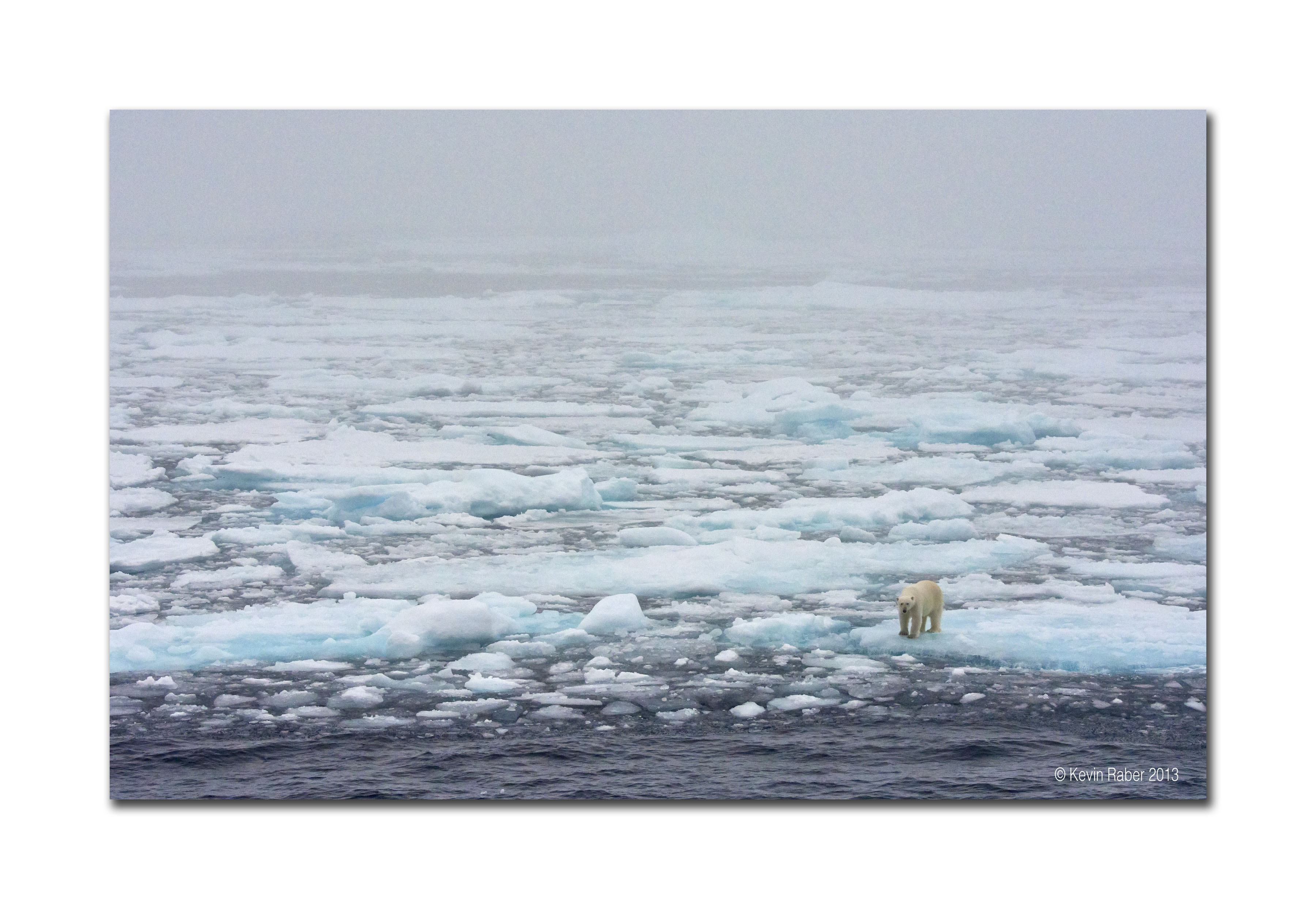Polar Bear at the edge.  Arctic Circle