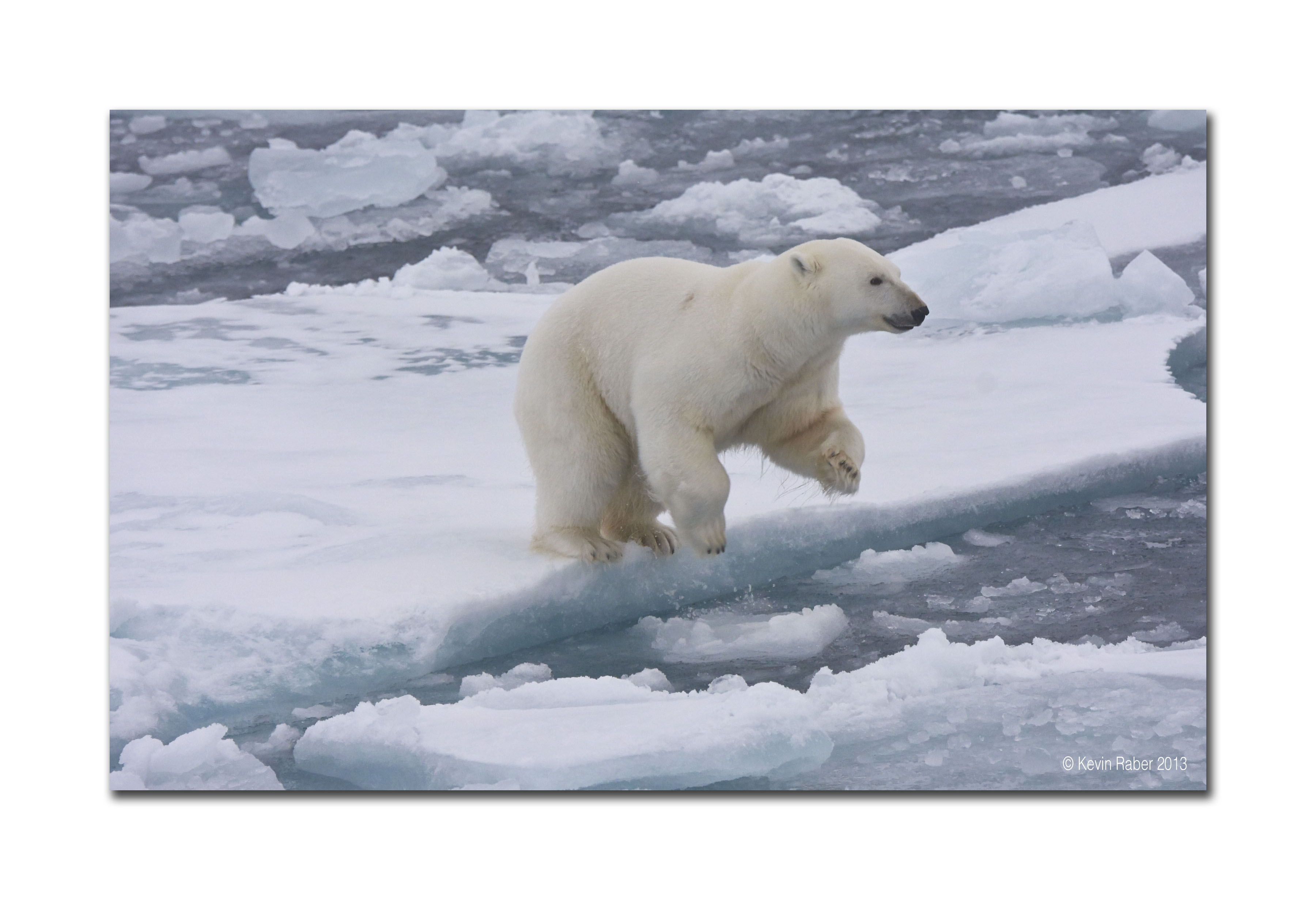 Polar Bear Jumping, August 2013