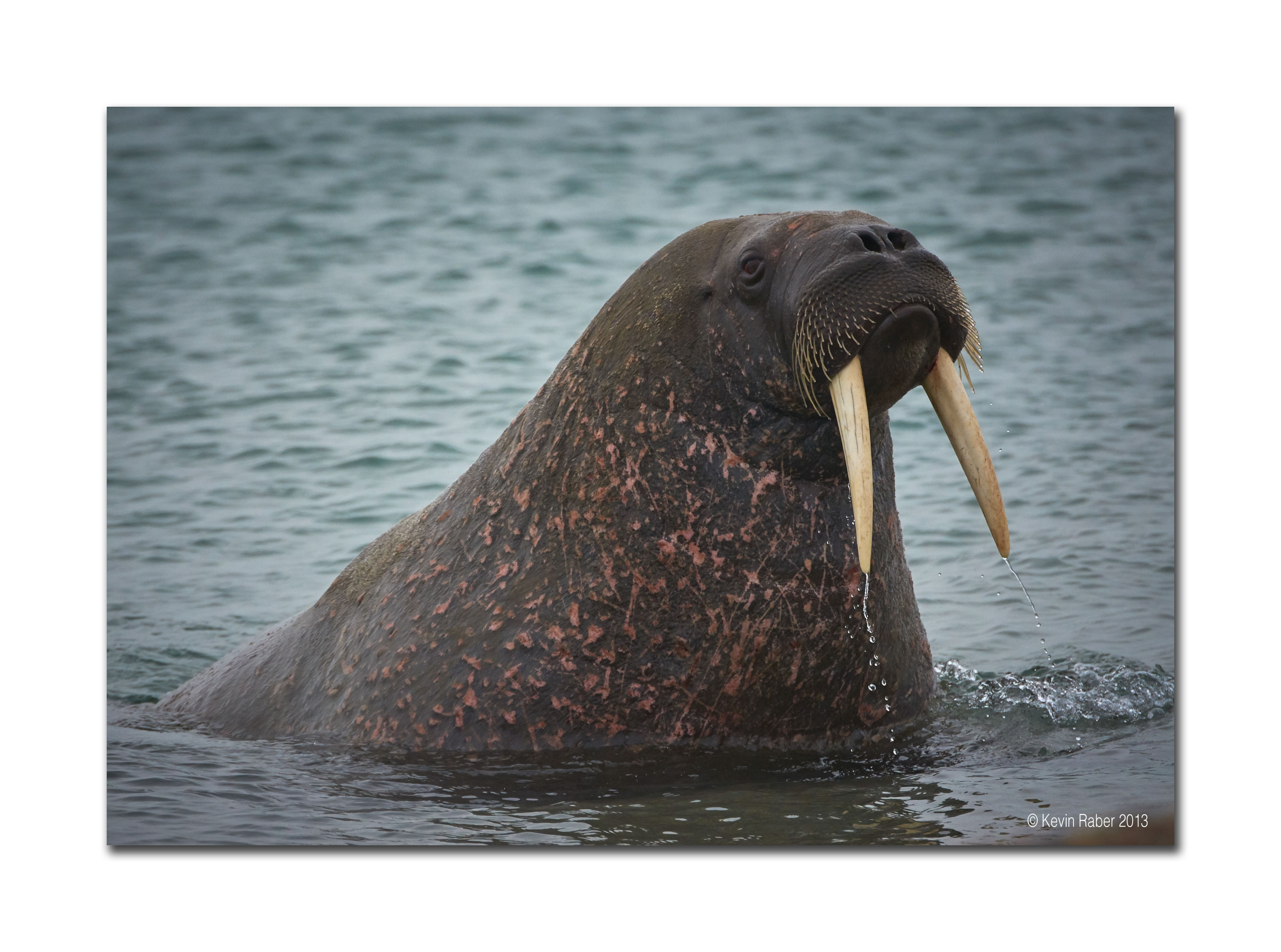 Emerging Walrus, Arctic Circle