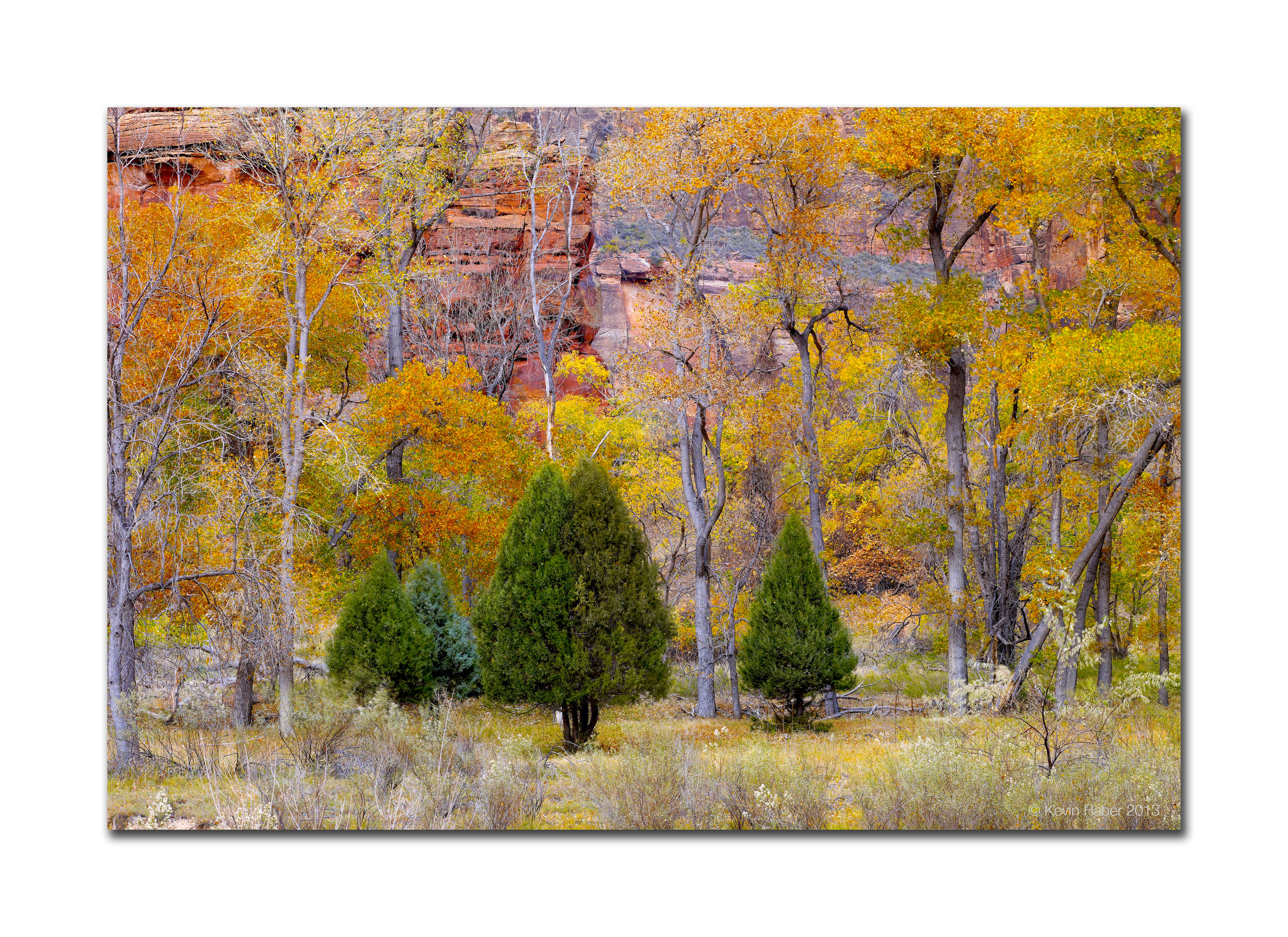 Fall Colors In Zion National Park  2011