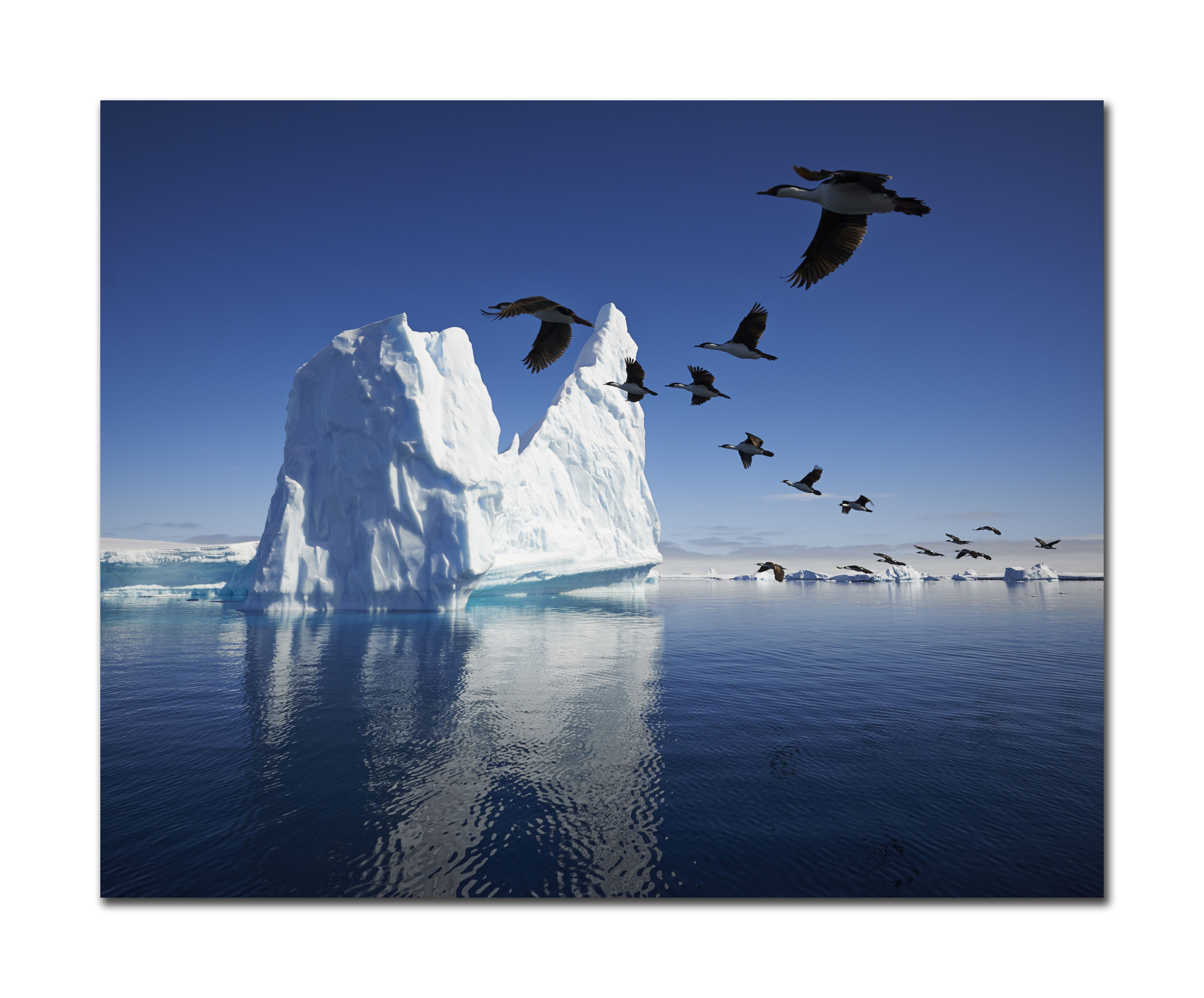 Birds and Icebergs, Antarctica, November 2013
