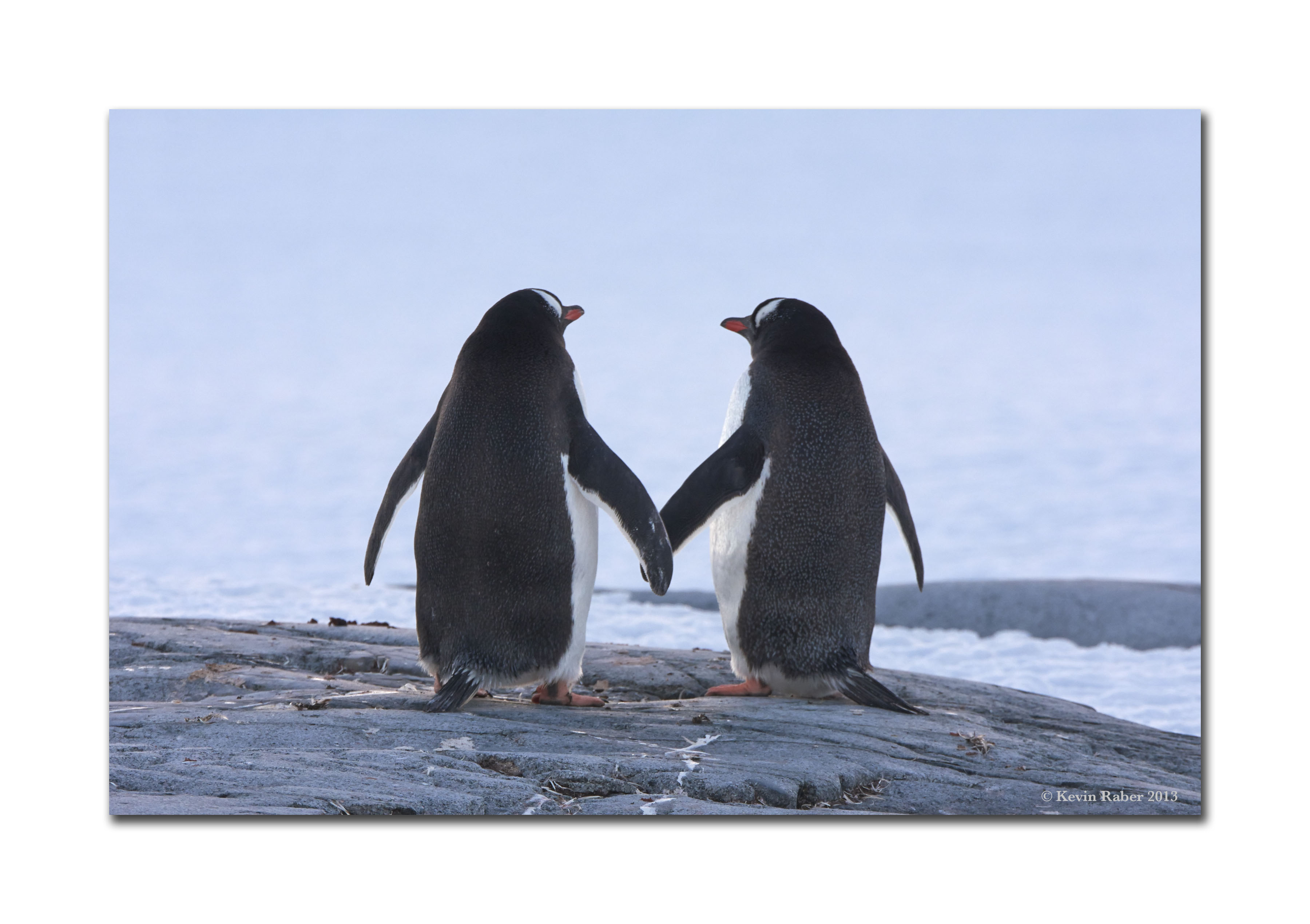 Penguin Love, Antarctica November 2013
