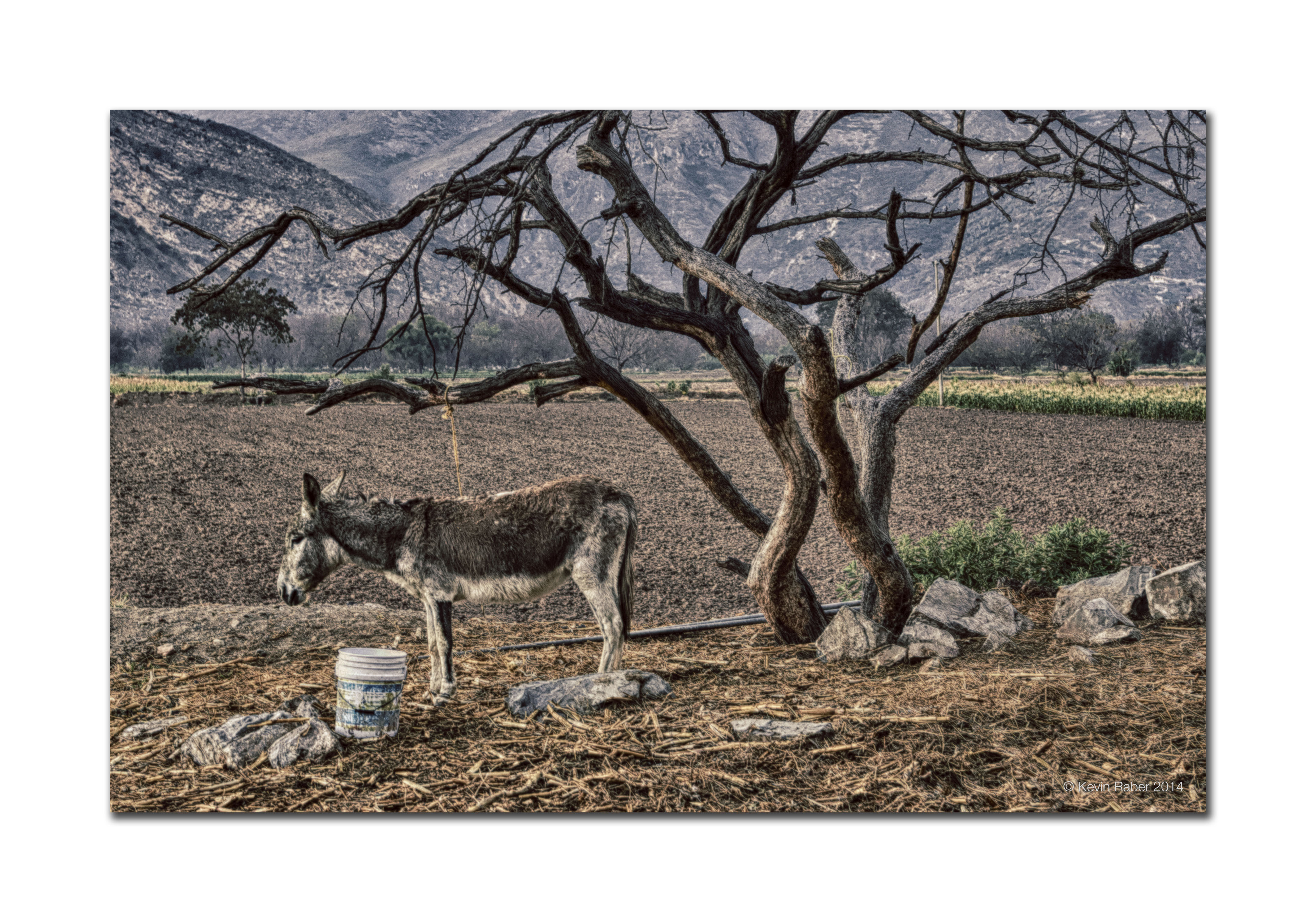 Donkey and Tree, Mexico