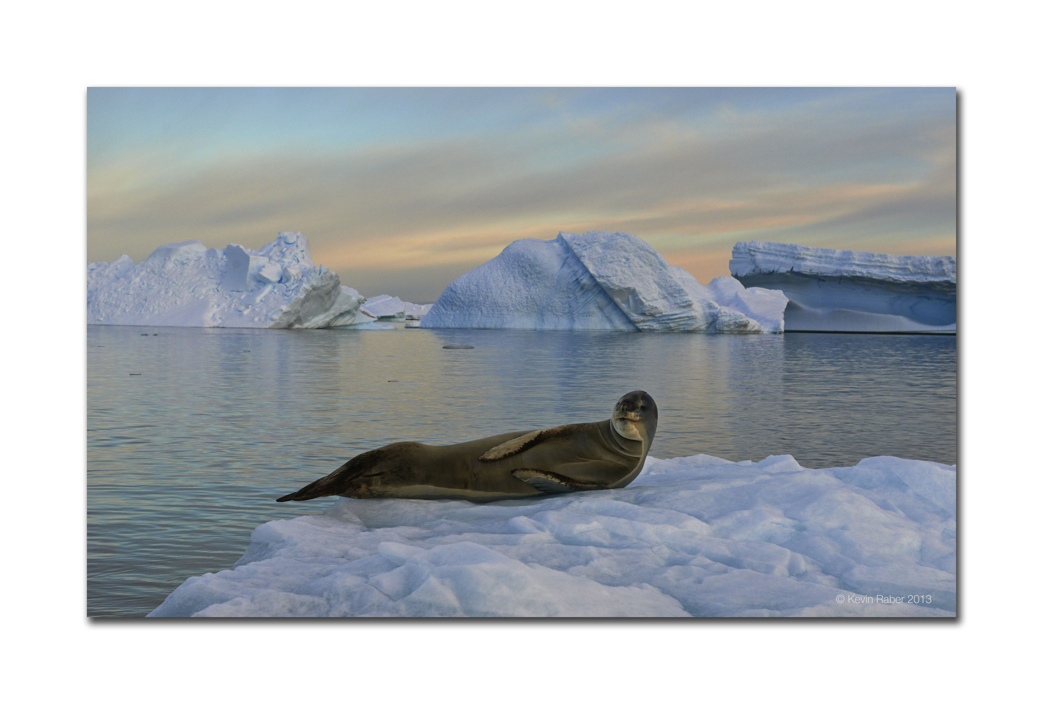Seal On Ice, Antarctica
