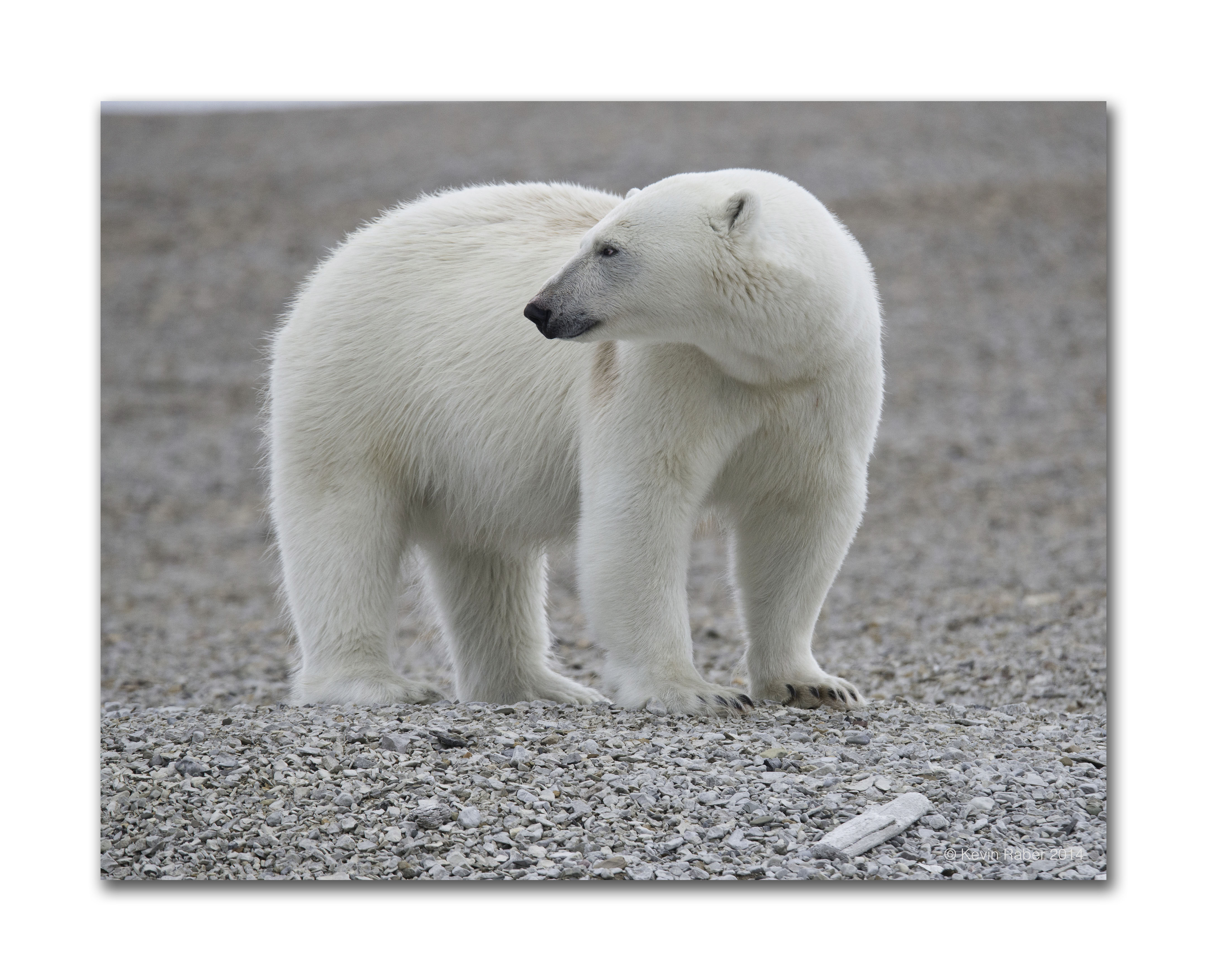 Classic Polar Bear, Svalbard, Norway
