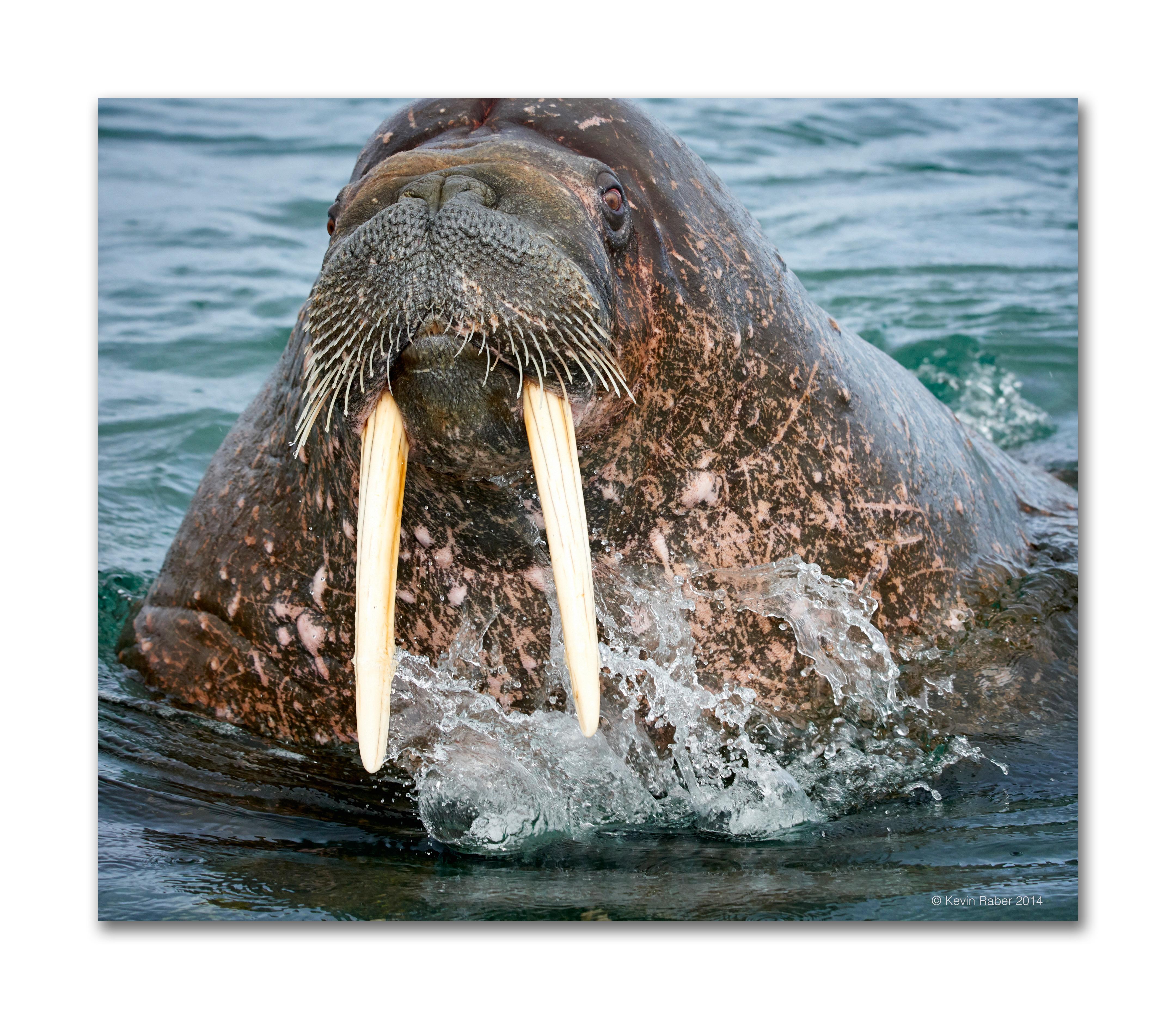 A walrus surfaces