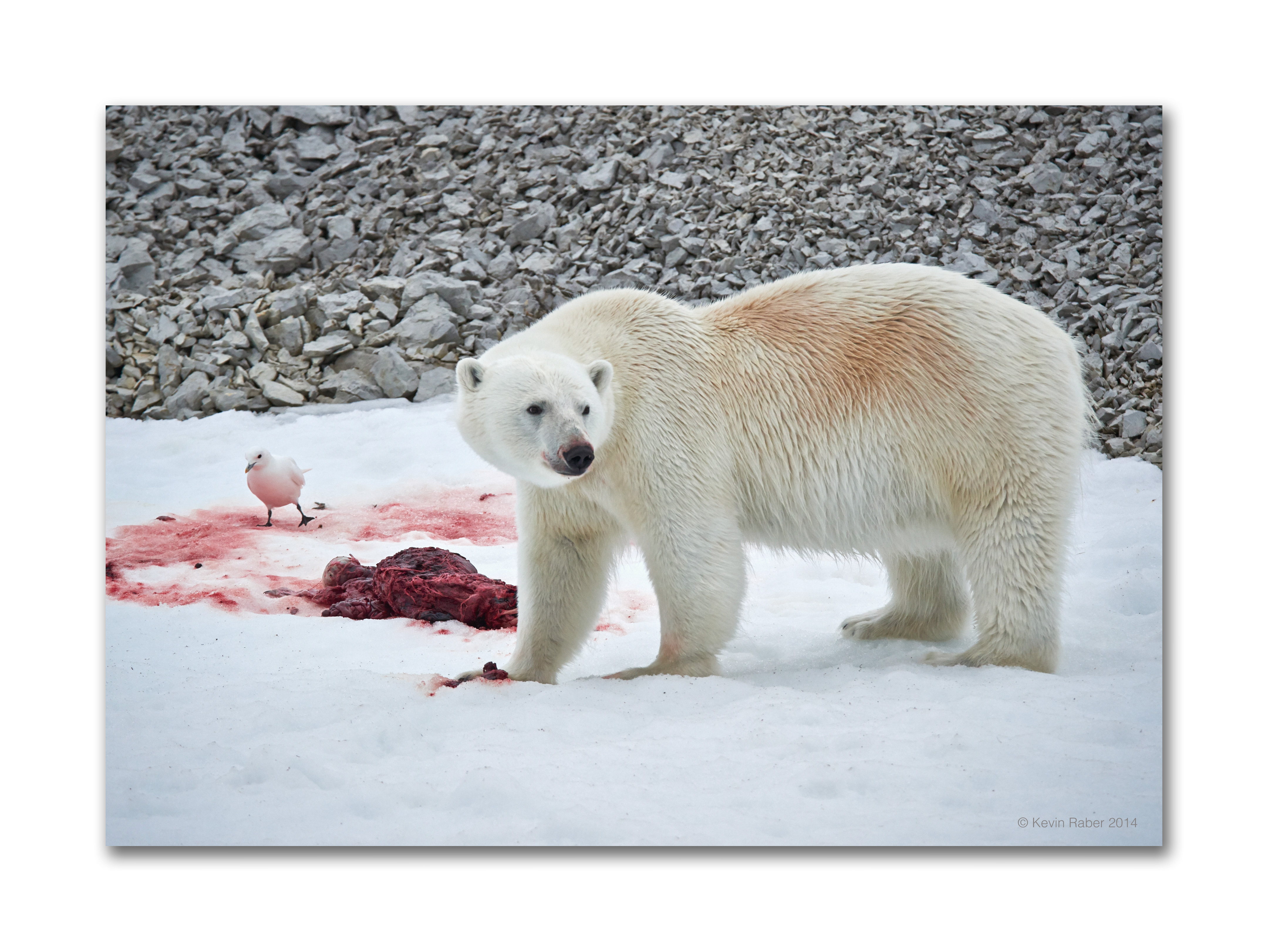 Polar Bear On A Kill