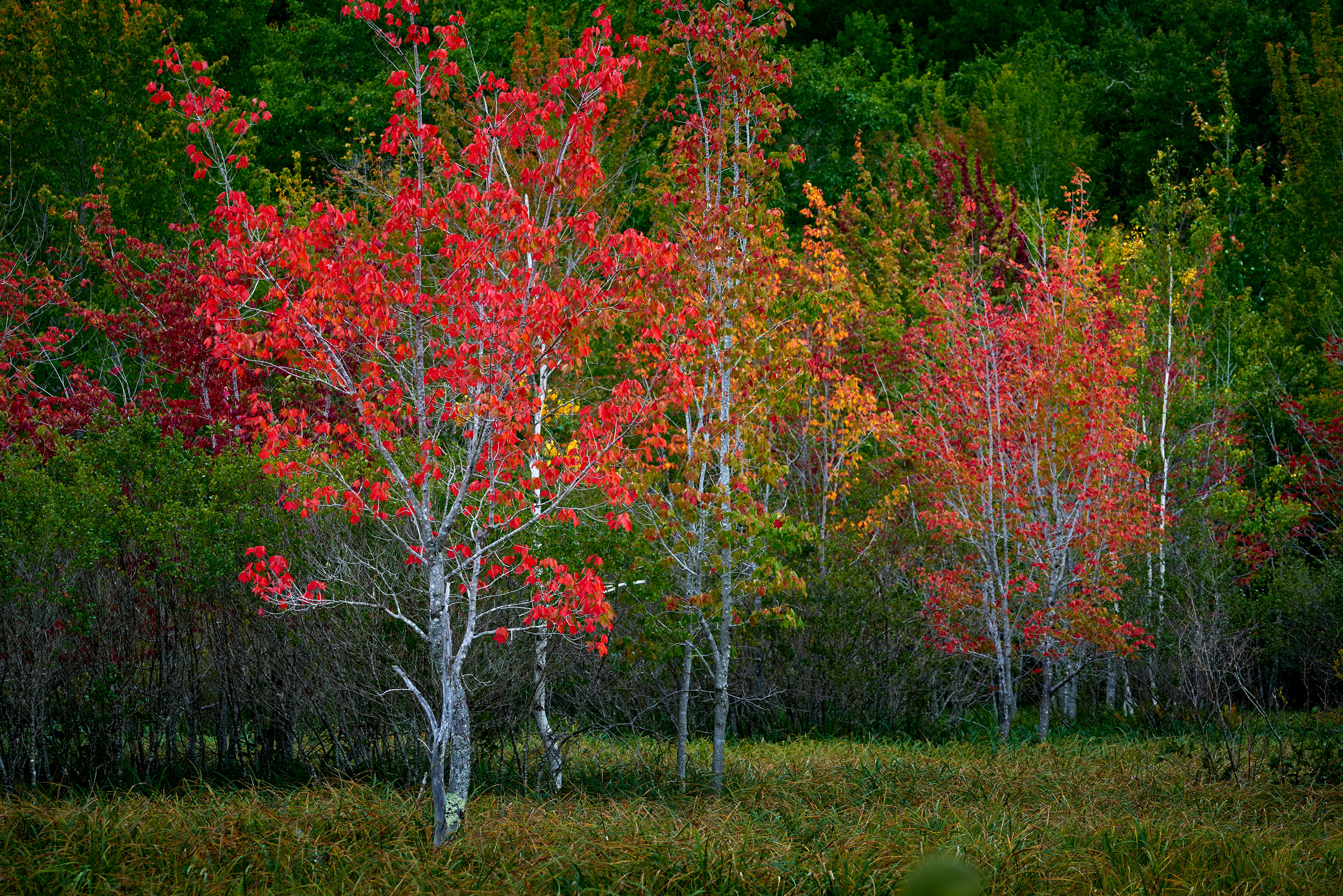 Trees Turning, Acadia National Park