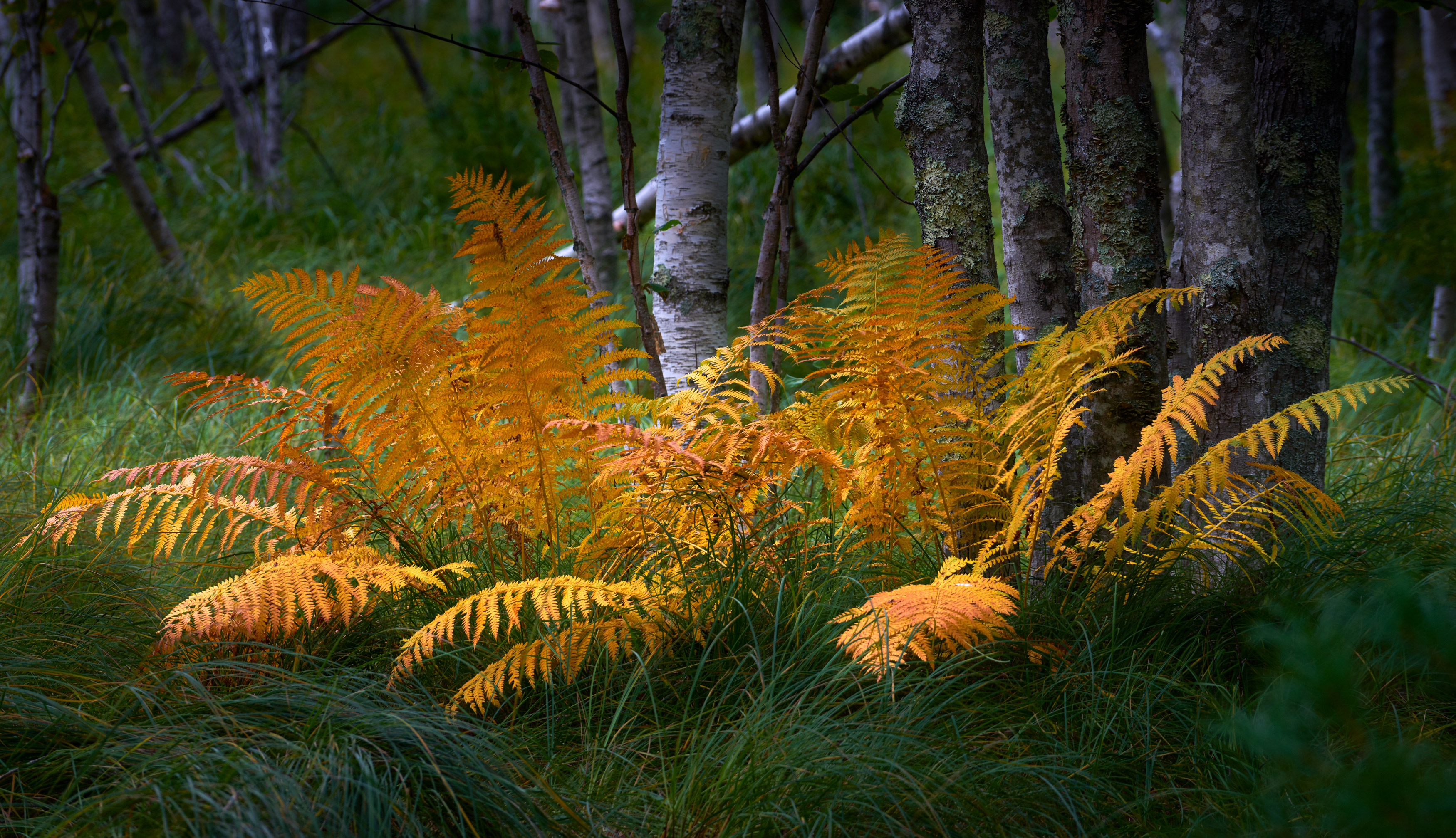 Ferns and Birches, Acadia National Park